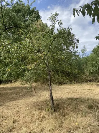 Foto treephoto-f96c0k39hhru5vhzv7g3hi7d.jpeg