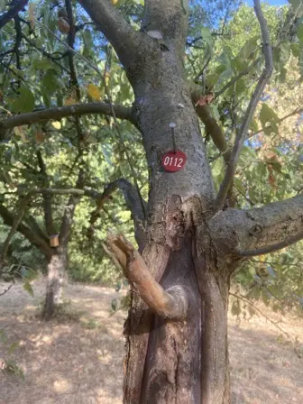 Foto treephoto-jeyfkd6k0j3ieq9puhpkwkmk.jpeg