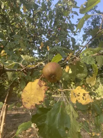Foto treephoto-jwpsu7iwx0cnlzcpy5xnah30.jpeg