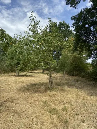 Foto treephoto-qfj5ysriy2k16yog5d451v4v.jpeg