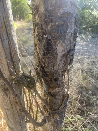 Foto treephoto-tb7d0we1zpotpgd3nn04jqyg.jpeg