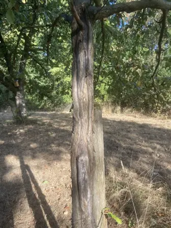 Foto treephoto-uu69l6n5du59ge246w22m6fc.jpeg