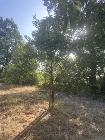 Foto treephoto-v5jwi67q9h2sjw14ygbi6rsi.jpeg