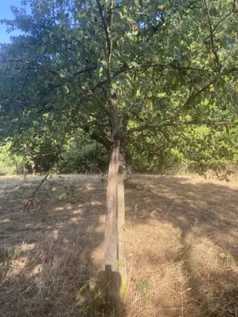 Foto treephoto-xdryanp1z19la4n439tgk2e6.jpeg