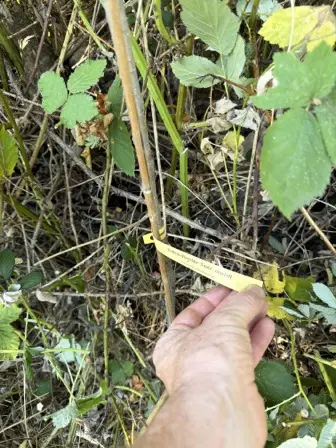 Foto treephoto-z8v8tmvcm3dz6bjkyg1529oe.jpeg