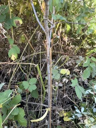 Foto treephoto-zmta60j0pf1cs7g0kvxddpau.jpeg