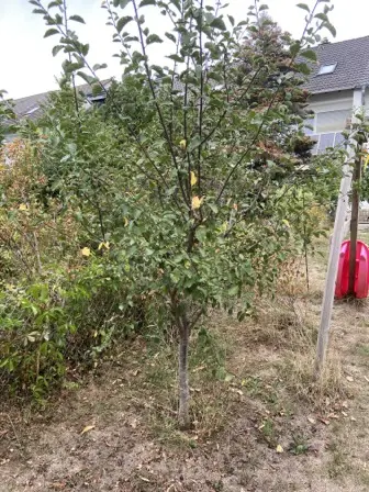 Foto treephoto-gyheu7oazphqqc8qafyyku5v.jpeg