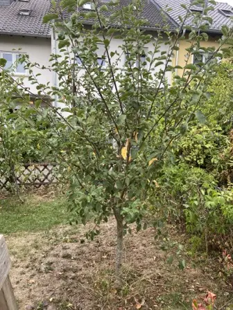 Foto treephoto-owliz4zzohyk4xlumbtbhsg0.jpeg