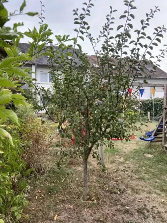 Foto treephoto-veymh9z713eonmh5ls6ypjt1.jpeg