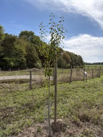 Foto treephoto-pdbaour2wplq2ni9dyyo77pv.jpeg
