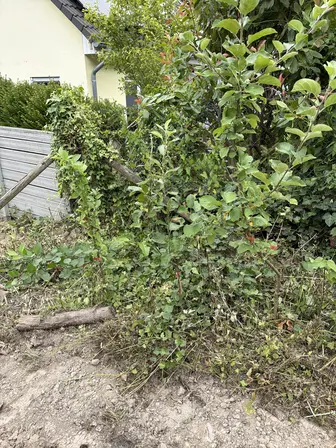 Foto treephoto-e9uma9hdm7216q5hnnfjt3yj.jpeg