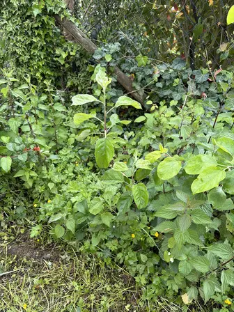 Foto treephoto-f1tp93n2fo3arvxrwgomhluo.jpeg