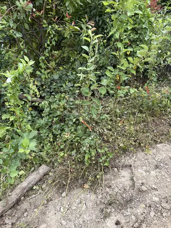 Foto treephoto-q6k3zomeni54hcbfjhg70d99.jpeg