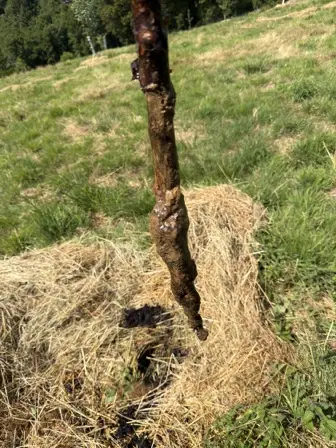 Foto treephoto-hdka7mh7y3ibakrbnrznvan1.jpeg