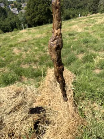 Foto treephoto-j3dm21tei7m5blpcl69j9ij3.jpeg