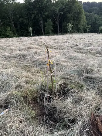 Foto treephoto-l4sgycibzy3lg3hgabtzwcnz.jpeg