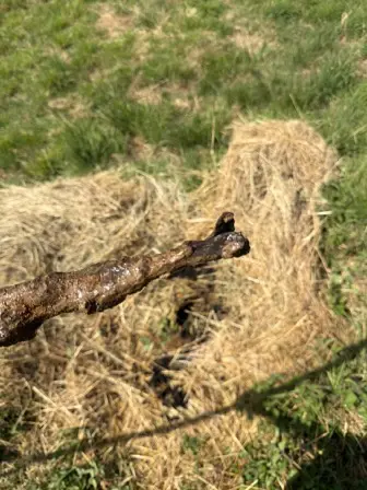 Foto treephoto-t3zr3eew3wbui26agjyytjvg.jpeg