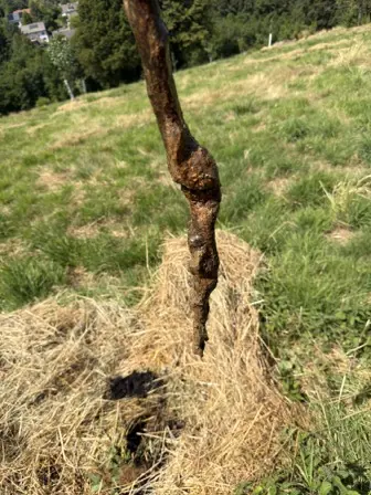 Foto treephoto-xq3yadr17pm7ezw0v0dltelv.jpeg