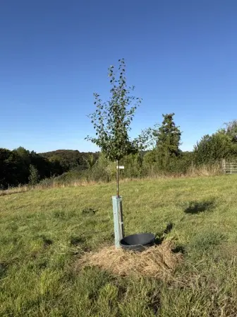 Foto treephoto-rjftexxqdpnw6iy4oxtwrysb.jpeg