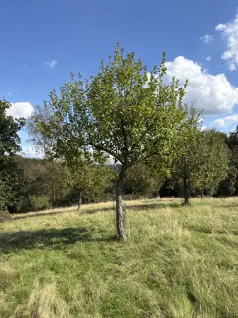 Foto treephoto-u5np9551e7khn238j7cbij14.jpeg