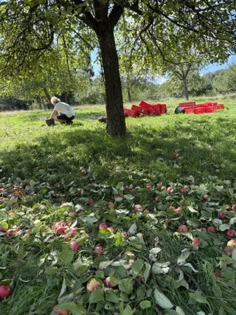 Foto treephoto-yzn37xajyz85u6piv2468r6d.jpeg