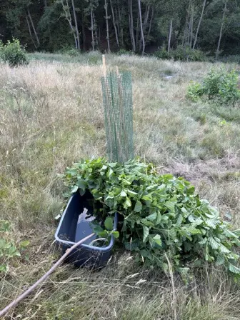 Foto treephoto-cmzo287msntrg7cthdar2k1i.jpeg