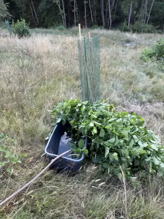 Foto treephoto-or99aalaicissls2j4pl1dpw.jpeg