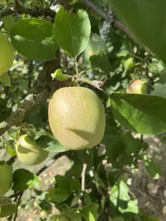 Foto treephoto-f1kjicxld0oow6ikfrb6rl7f.jpeg