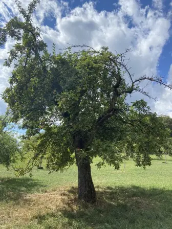 Foto treephoto-fmcqwmp11hcn3k6n43ho4ci2.jpeg