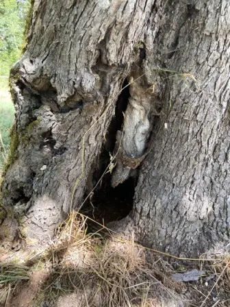 Foto treephoto-o3lxrg4e23xe6a3bsg5p66n4.jpeg
