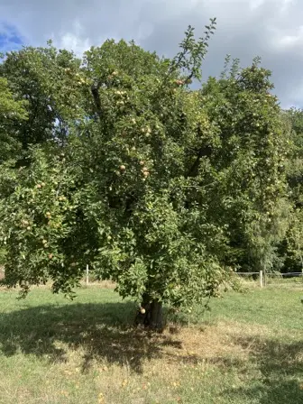 Foto treephoto-p0hlyrf3j85cch2jzfbta2lu.jpeg