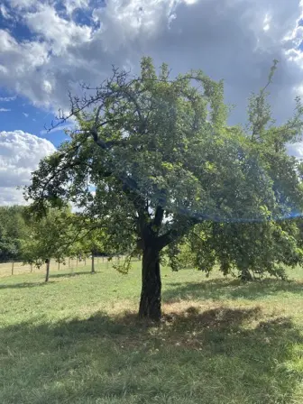Foto treephoto-whuakjfqjlobhfflfyr4wigg.jpeg