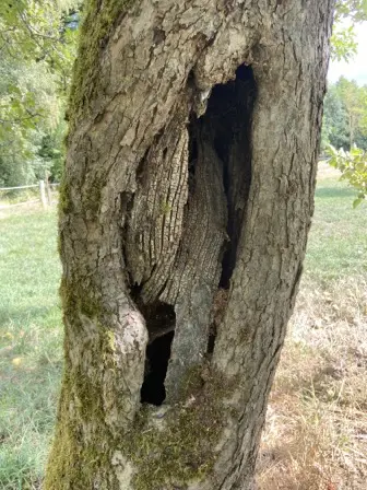 Foto treephoto-zg1xrbw14mqje06o3jw5k2s1.jpeg