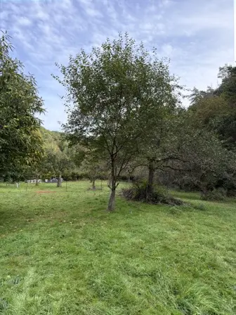 Foto treephoto-jhy4lp40j653gh6scsacijnt.jpeg