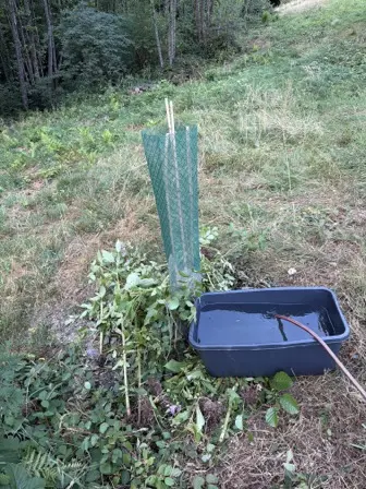 Foto treephoto-evlolscy4d9wzgryav5y8nwq.jpeg