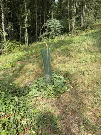 Foto treephoto-fmfo9tcz5bmyyt1p3ykkmubj.jpeg