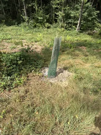 Foto treephoto-gf6il1wb63owckycouvcny8y.jpeg