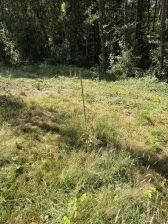 Foto treephoto-haw6jhpzcw6xtzccncljs83l.jpeg