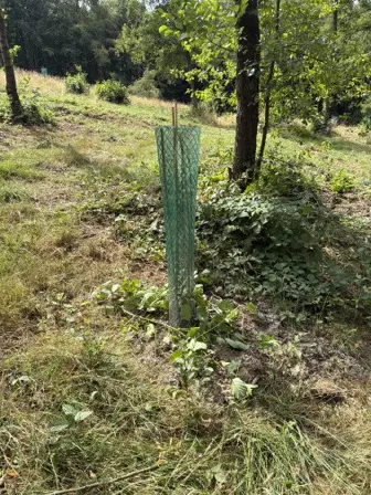 Foto treephoto-lt2j1r7fj6w7ne8pzl7skxnu.jpeg
