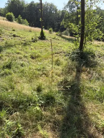 Foto treephoto-m6iu5ufcotm5vbpkgaypvaa1.jpeg