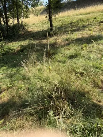 Foto treephoto-rid7plj0cqv74cvjeatqpuzc.jpeg