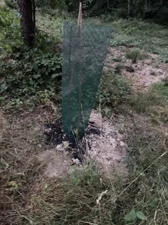 Foto treephoto-sa8t88cu6l2y42rg05gpgjab.jpeg