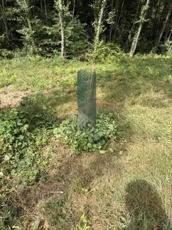 Foto treephoto-v53ylrxi4q6q37yv8sb9ujmh.jpeg