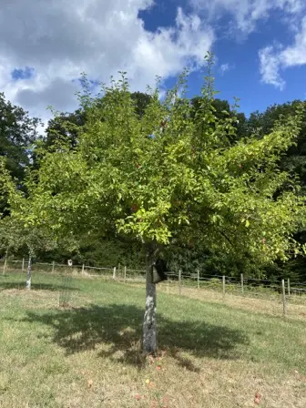 Foto treephoto-cbiuuh7spxifnwcpseqzww7x.jpeg