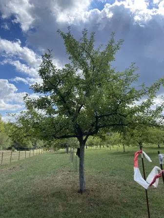 Foto treephoto-knhrfbowsuju5gvavv25czvw.jpeg