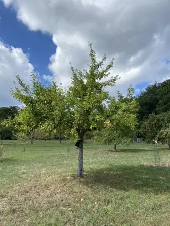 Foto treephoto-too7ft6icrj1dija3oiy5z5w.jpeg