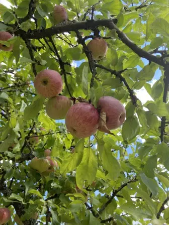 Foto treephoto-w4fg5i5lbzcrvrnta3mpjrpk.jpeg