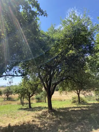Foto treephoto-dlicqaigzb9d9myo237jj9rm.jpeg
