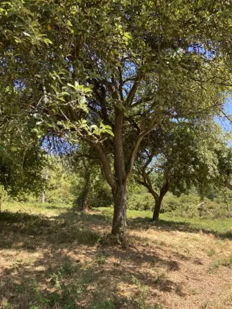 Foto treephoto-e15i59n0mx0jkqujcuxr47es.jpeg