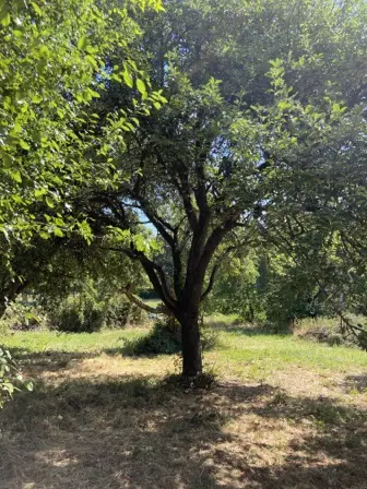 Foto treephoto-s83lfl4b64yhr6y6xzjqqxt6.jpeg